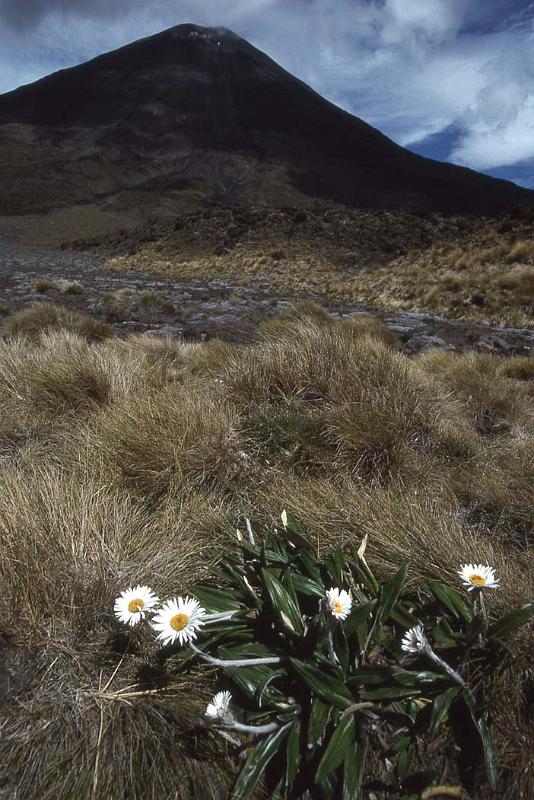 WT 024-38 New Zealand Ngaurahoe.jpg